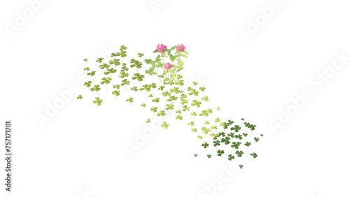 Ivy Plants PNG , Plants,Floral elements,Flowers,Pots on a Transparent Background