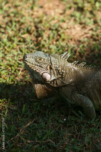 iguana on a grass