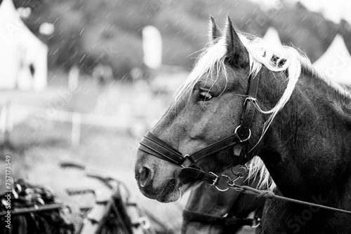 Portrait d'un cheval de trait brun avec son équipement de traction photo