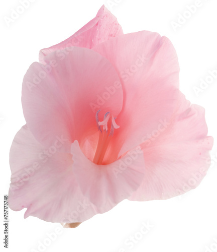 pink gladiolus flower isolated on white background.