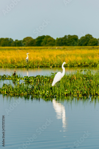 White egret, Venezuele