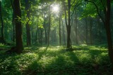 A serene and tranquil forest bathed in golden sunlight as the sun shines through the trees, A lush green forest under a mid-day sun, AI Generated