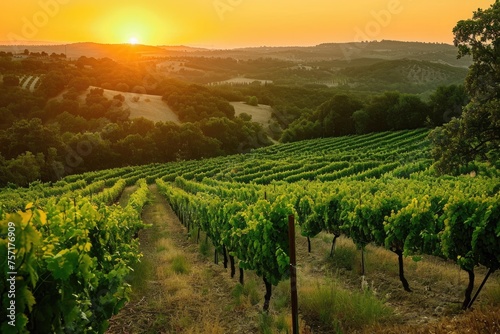 Capture the peaceful beauty of the sun setting over a vineyard, creating a picturesque scene, A lush vineyard bathed in the warm orange glow of a setting sun, AI Generated