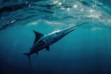 A magnificent, large blue marlin effortlessly swims through the vast expanse of the ocean, A majestic Swordfish darting through the water with its long, slender bill, AI Generated