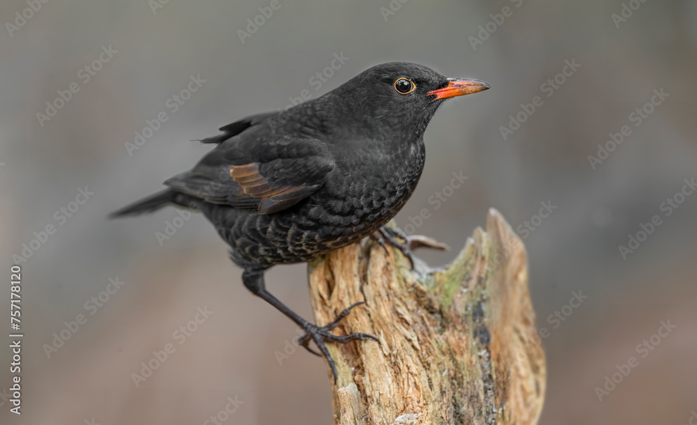 Blackbird, male, Blackbird, male,