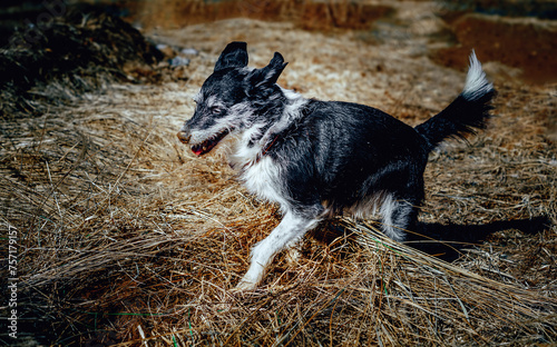 Fototapeta Naklejka Na Ścianę i Meble -  a dog with a dirty nose digs holes