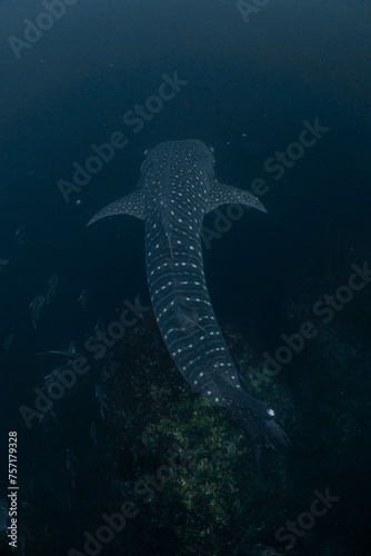 Whale shark, a large, kind fish with spots all over its body.