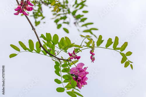 Close Up Robinia Margaretta At Amsterdam The Netherlands 23-5-2022 photo