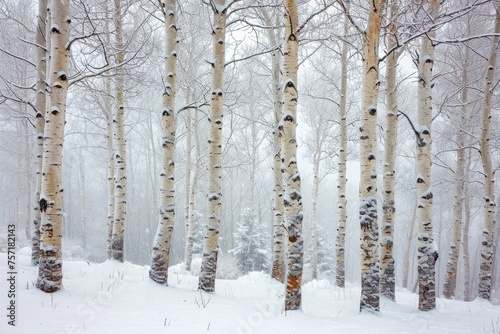 A picturesque forest filled with countless snow-covered trees  creating a serene and wintery scene  A near-monochrome world of white birch trees after a snowstorm  AI Generated