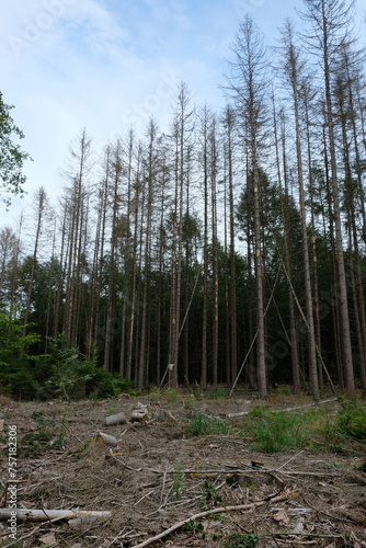 Fototapeta Naklejka Na Ścianę i Meble -  FU 2021-08-08 WanderHonLinz 41 Am Waldrand stehen tote Bäume