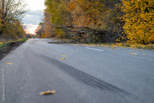 Highway blocked by fallen tree. Countryside asphalt road with fallen tree, traces of tires braking