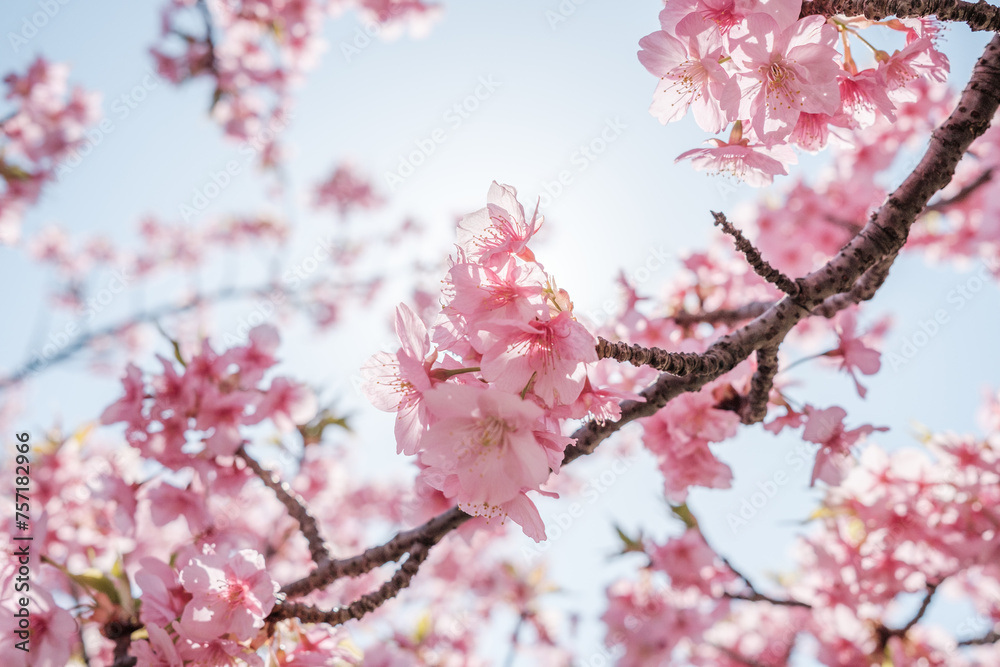 満開のピンクの桜 満開のピンクの桜