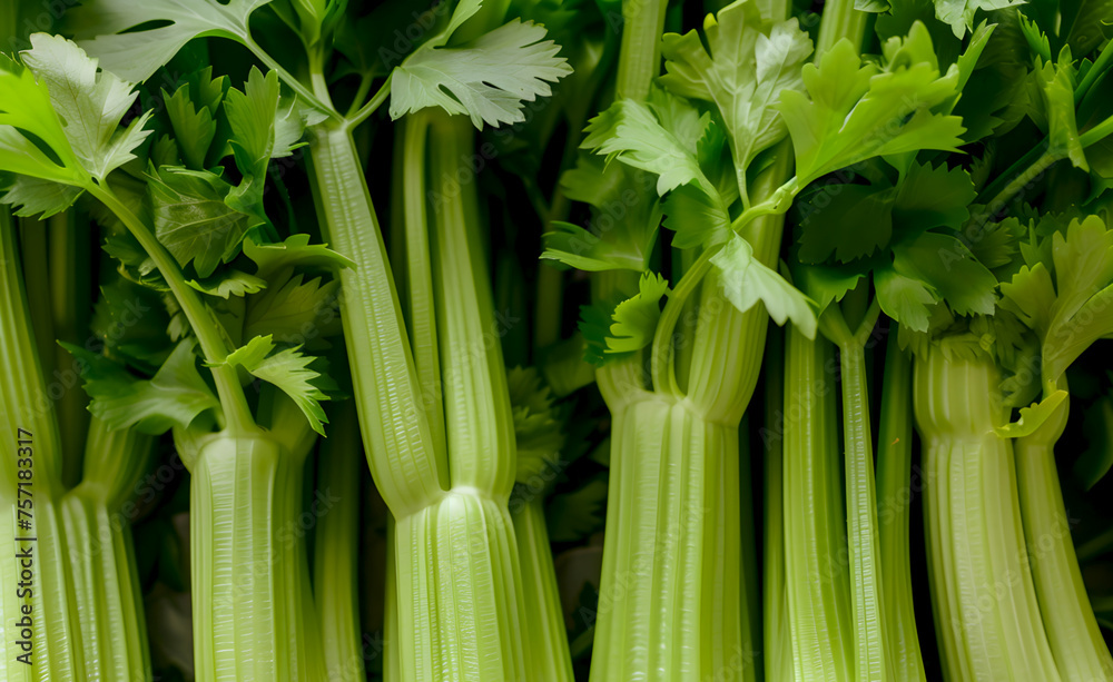 Fresh celery stalks with lush leaves against a dark background. Close-up of vibrant green celery, perfect for green smoothie. Organic celery bunch on a dark surface, health and wellness concept Fresh celery stalks with lush leaves against a dark background. Close-up of vibrant green celery, perfect for green smoothie. Organic celery bunch on a dark surface, health and wellness concept