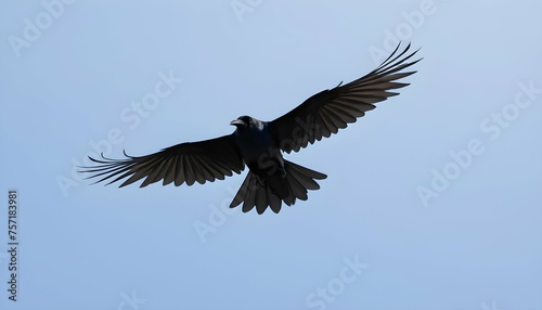 A Crow With Its Wings Spread Wide Riding The Air