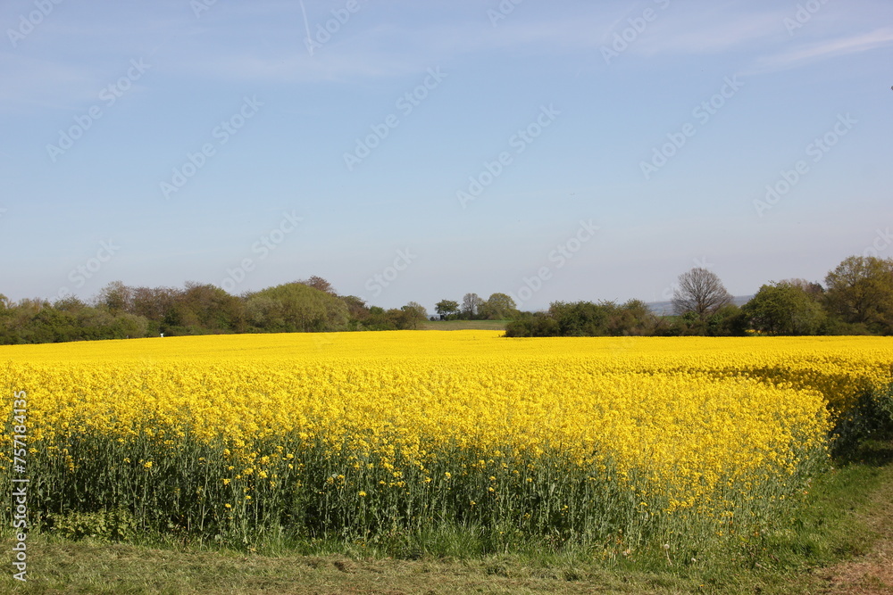 Rapsfeld Rapsfeld