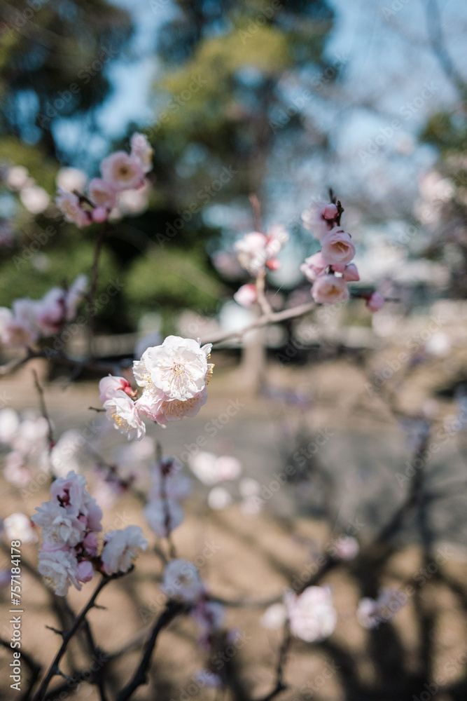 Naklejka premium 白い梅の花