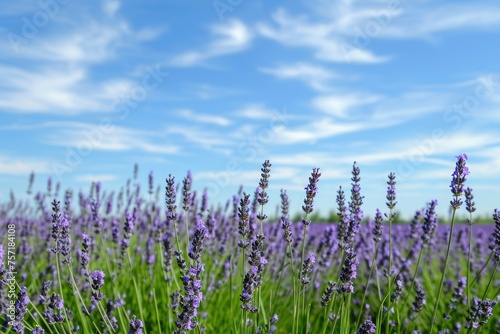 A large expanse of colorful lavender flowers creates a beautiful scene, stretching out beneath a bright blue sky, A peaceful lavender field under a clear summer sky, AI Generated
