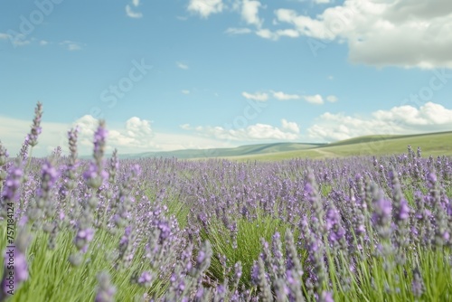 A field bursting with purple flowers stretches out under a clear blue sky  A peaceful lavender field under a clear summer sky  AI Generated