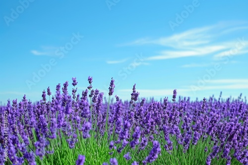 A vast expanse of wildflowers in vibrant shades of purple fills a field as a clear blue sky stretches overhead, A peaceful lavender field under a clear summer sky, AI Generated