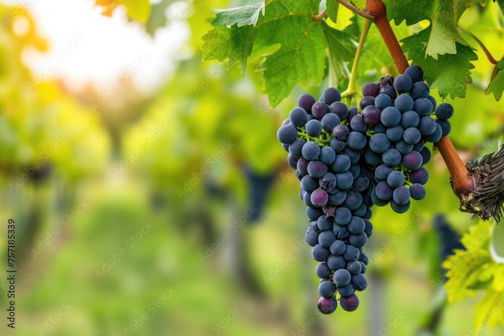 A close-up view of a cluster of ripe grapes hanging from a vine in a lush vineyard, A picturesque vineyard with heart-shaped grape clusters, AI Generated