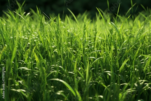 A field of grass, with its lush blades and vibrant green color