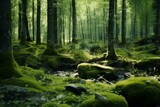 A lush green forest with a variety of trees, leaves, and moss growing in abundance