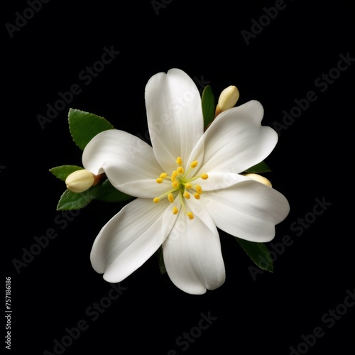Jasmine Flower, isolated on black background