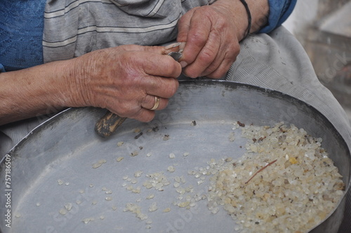 Old Greek woman clearing mastic drops on Chios Island