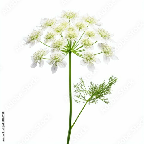 Queen Anne's Lace Flower, isolated on white background