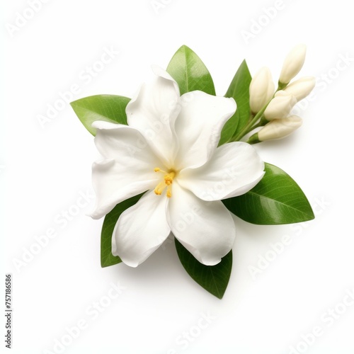 Jasmine Flower, isolated on white background © Michael Böhm
