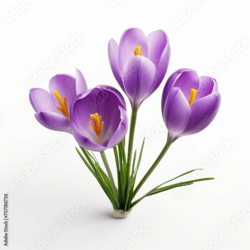 Crocus Flower, isolated on white background