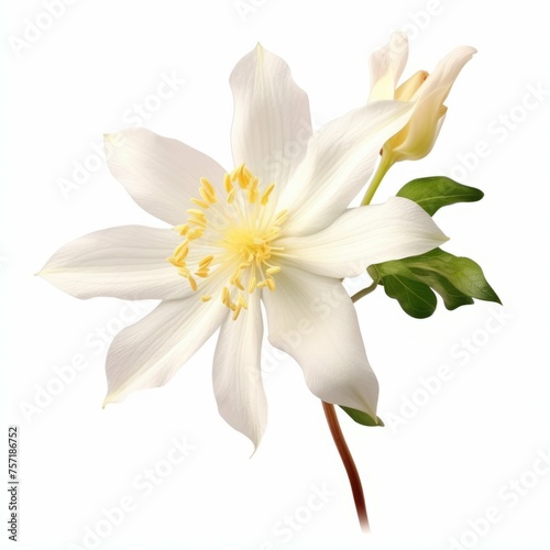 Columbine Flower  isolated on white background