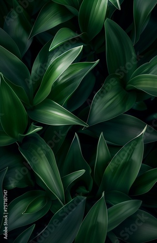 Green tulip leafs on the dark background