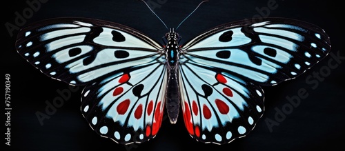 A black and white butterfly with red spots on its wings, a pollinator and arthropod, showcasing symmetrical patterns on its wings. A stunning organism in natures art