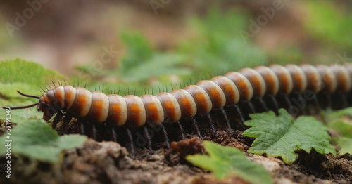 Close-up of brown centipede against white background, showcasing its segmented body and numerous legs. © Issah