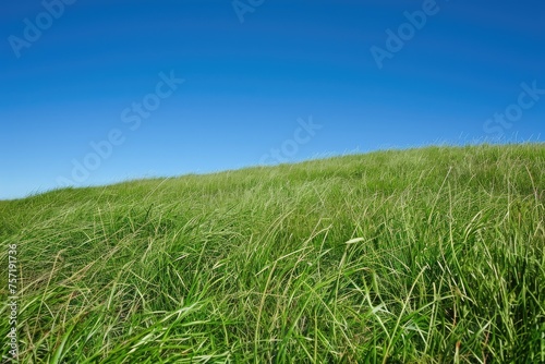 A photo of a grassy hill with a vibrant blue sky stretching across the background, Lush grassland under a clear blue sky, AI Generated