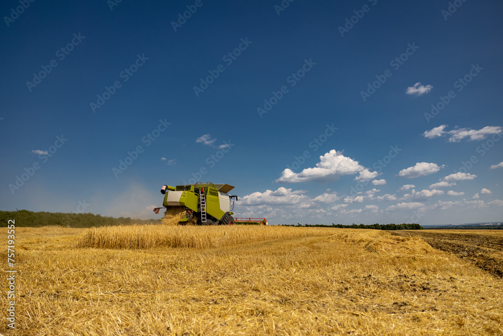 Fototapeta premium Harvesting golden summer wheat summer cereals. Combine food agriculture plants.