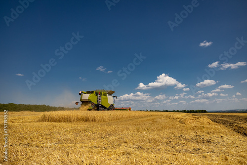 Harvesting golden summer wheat summer cereals. Combine food agriculture plants.