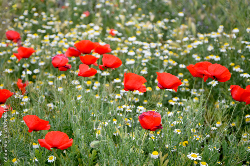 Obraz premium Floral spring background of blooming poppy field and chamomile. Photo wallpaper, screensaver