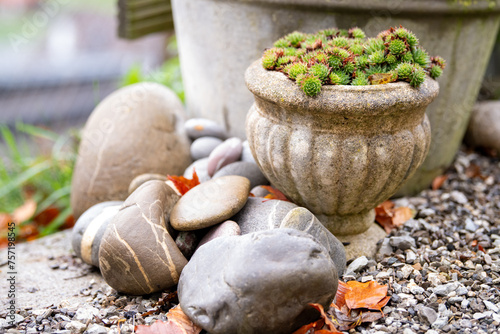 Plant and pot