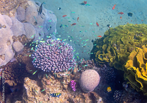 Life on coral reefs. Wonderful nature area and concept of biodiversity in tropical marine ecosystems that is still remains untouched by human activities in the Red Sea, Sinai, Middle East