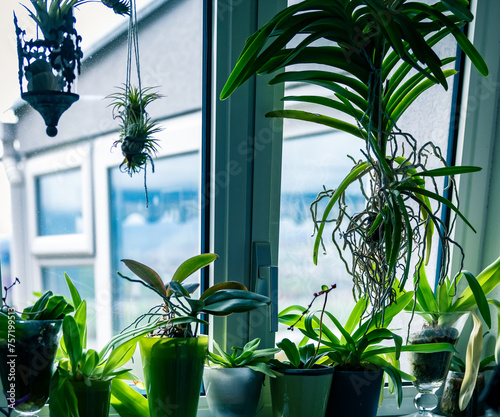Plants and windows 