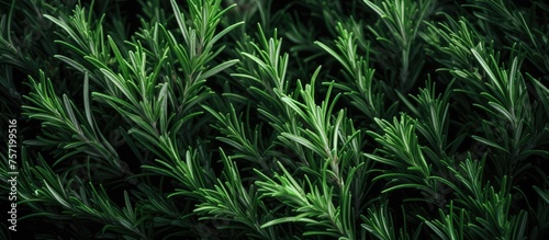 A closeup of the evergreen shrub  rosemary  with its needlelike leaves showcased on a dark background  highlighting its beauty as a terrestrial plant