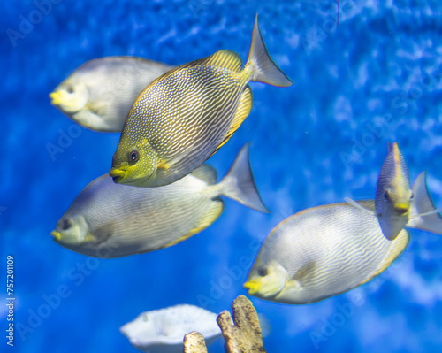 exotic fish in blue clear water.