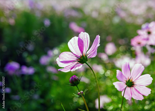 Close-up of beautiful cosmos flowers at cosmos field in moring sunlight. amazing of close-up of cosmos flower. nature flower background.