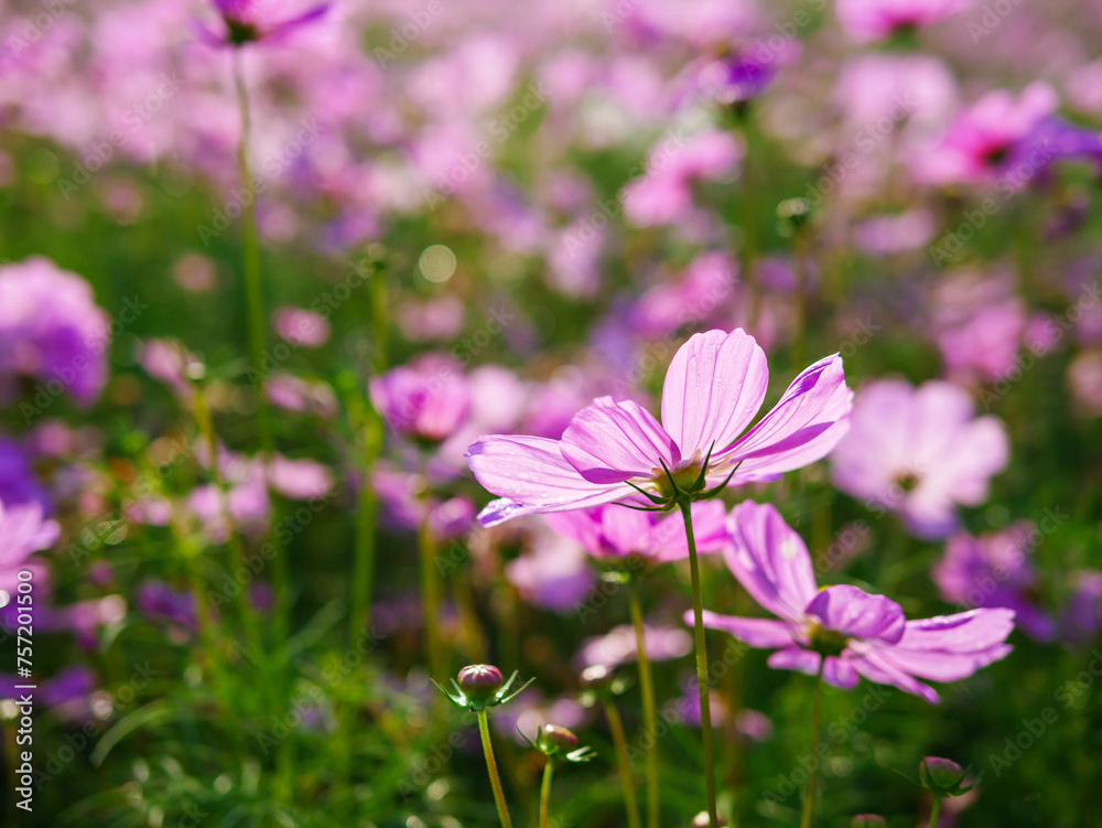 Close-up of beautiful cosmos flowers at cosmos field in moring sunlight. amazing of close-up of cosmos flower. nature flower background. Close-up of beautiful cosmos flowers at cosmos field in moring sunlight. amazing of close-up of cosmos flower. nature flower background.