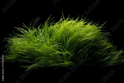 a mt2 grass for snatching modded grasses and grass photo
