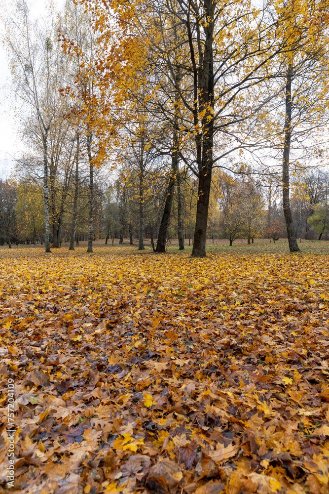 falling maple foliage in mid-autumn falling maple foliage in mid-autumn