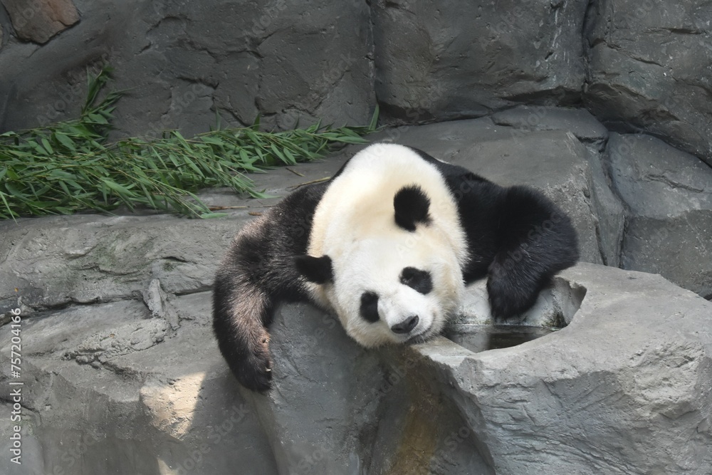 Obraz premium giant panda bear