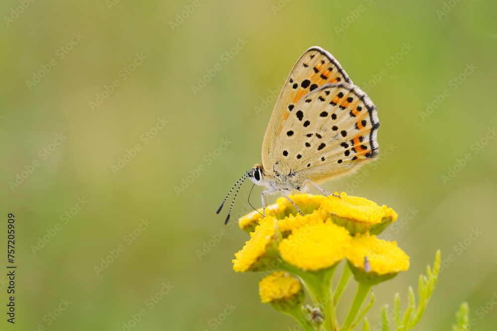 Butterfly sooty copper sitting on the yellow flower. Lycaena tityrus. Butterfly sooty copper sitting on the yellow flower. Lycaena tityrus.